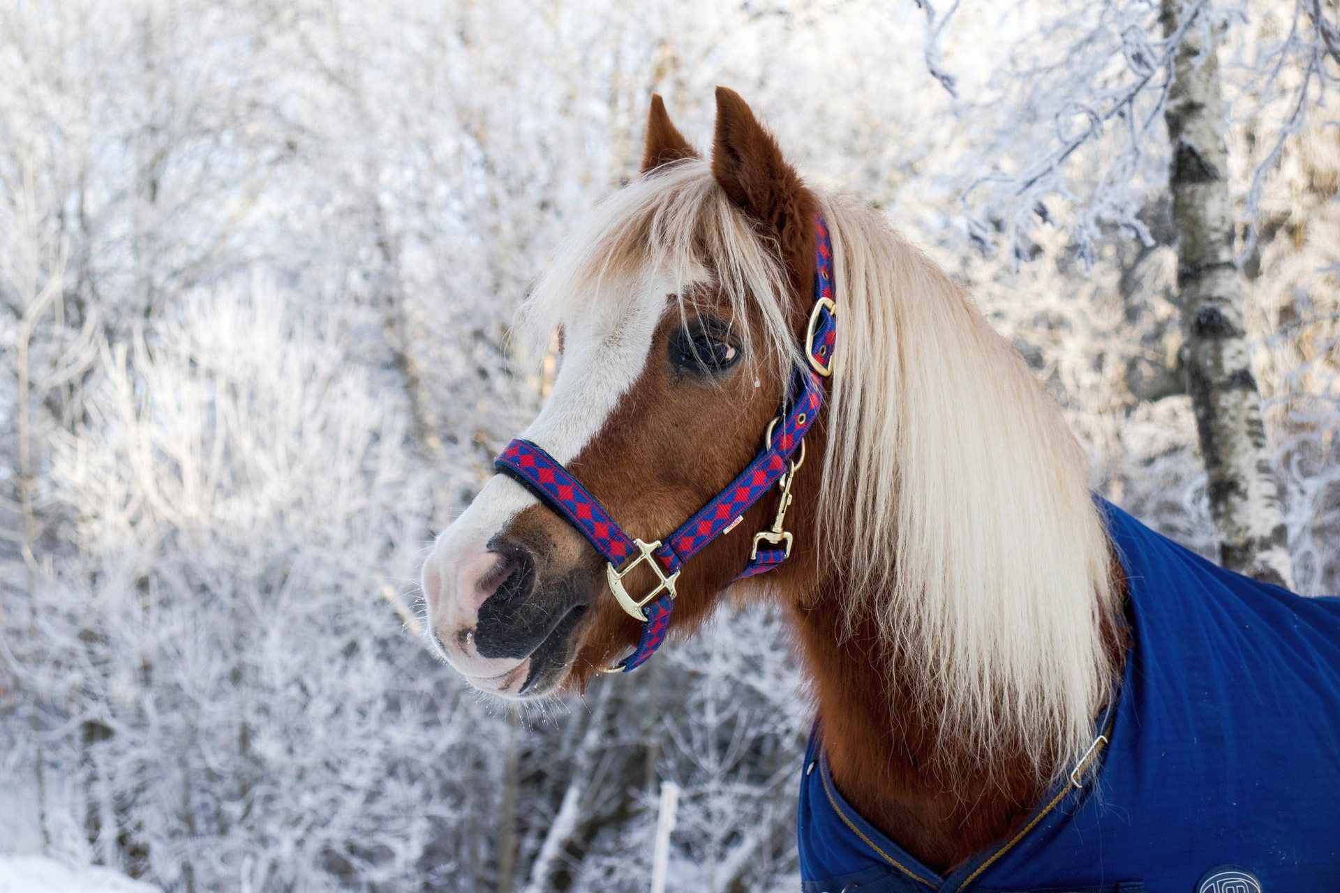 Girly Horse For Phone Wallpapers