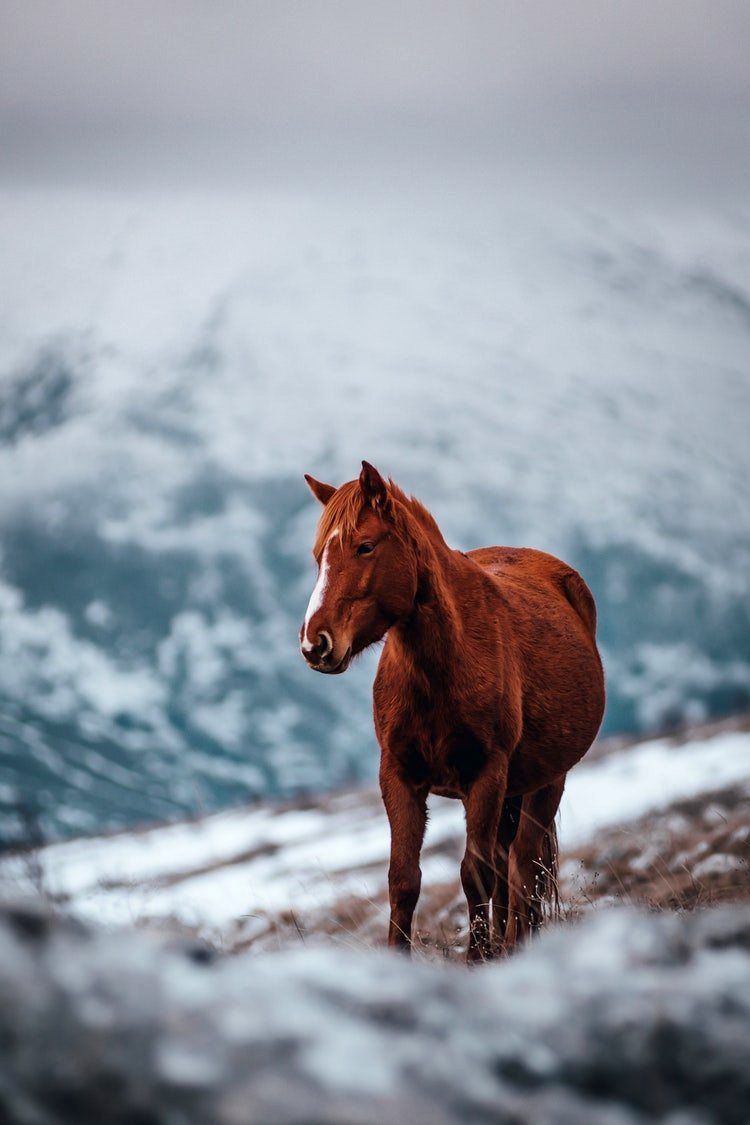 Girly Horse For Phone Wallpapers