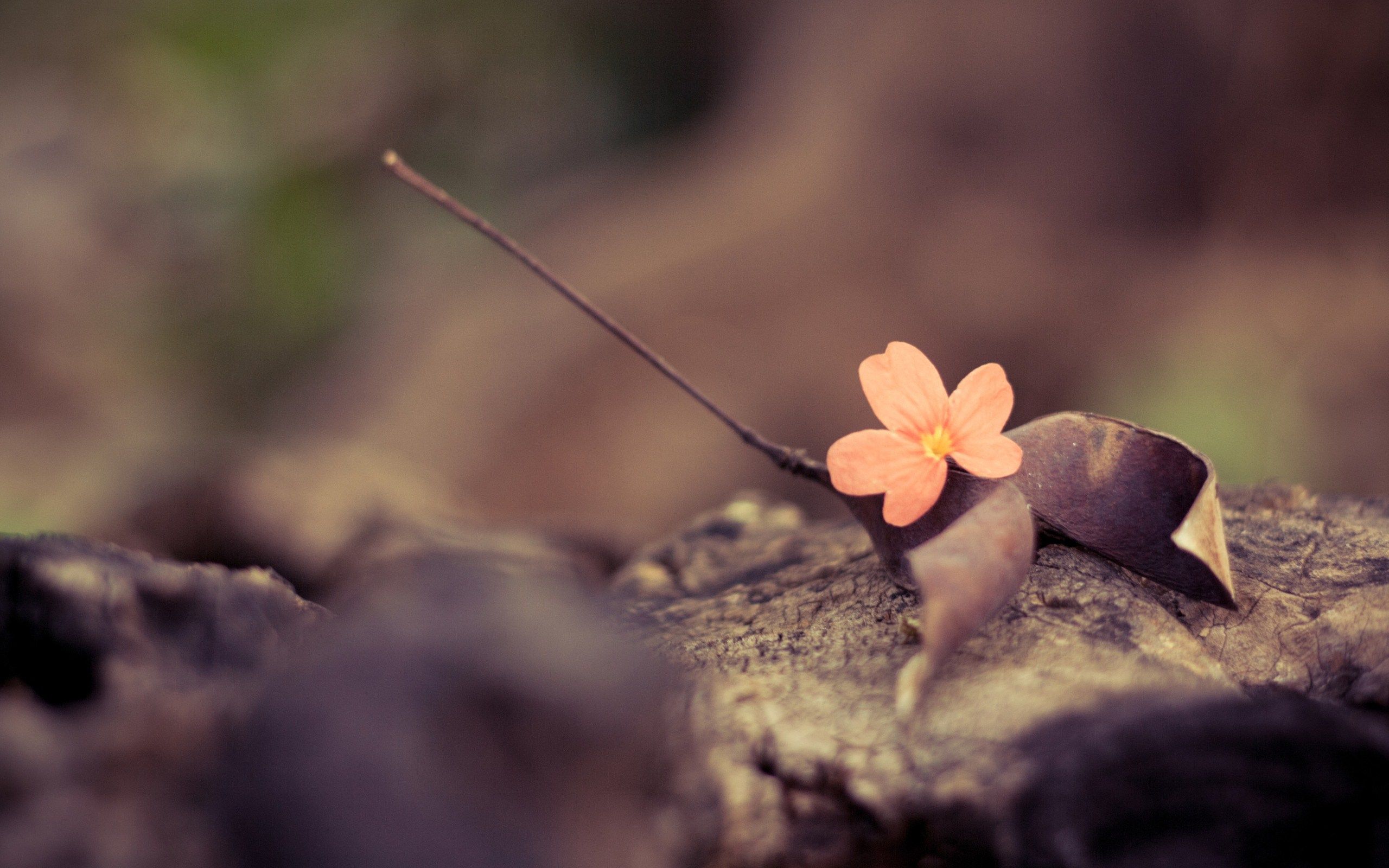 Girly Vintage Photography Backgrounds