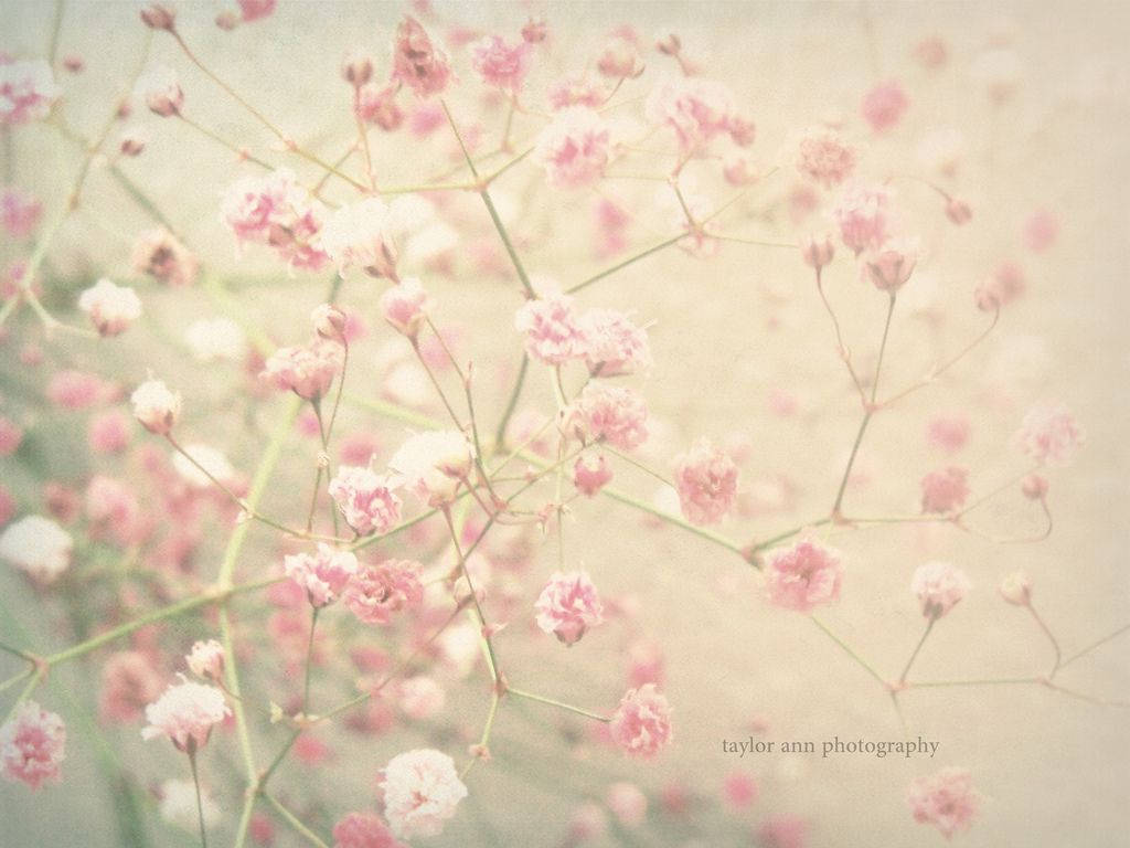 Girly Vintage Photography Backgrounds