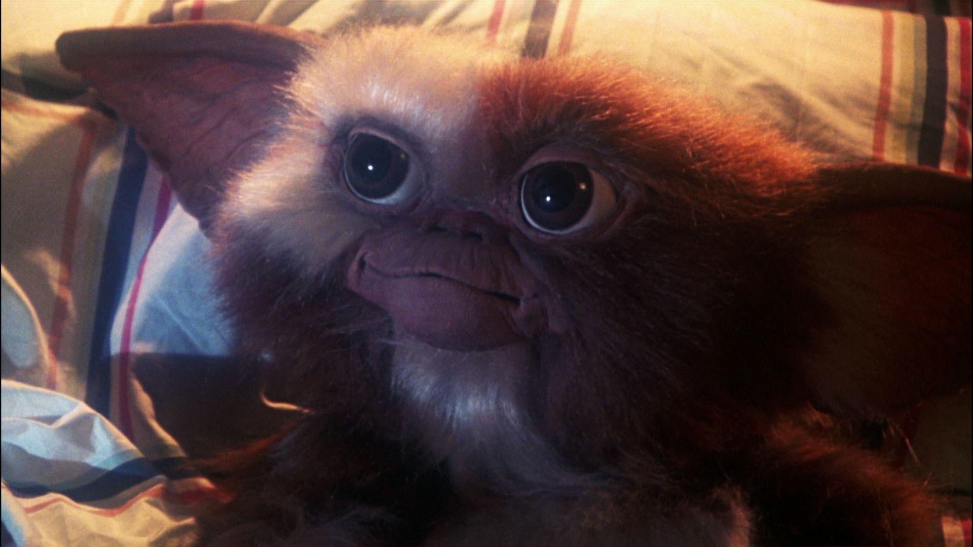 Gizmo Wallpapers