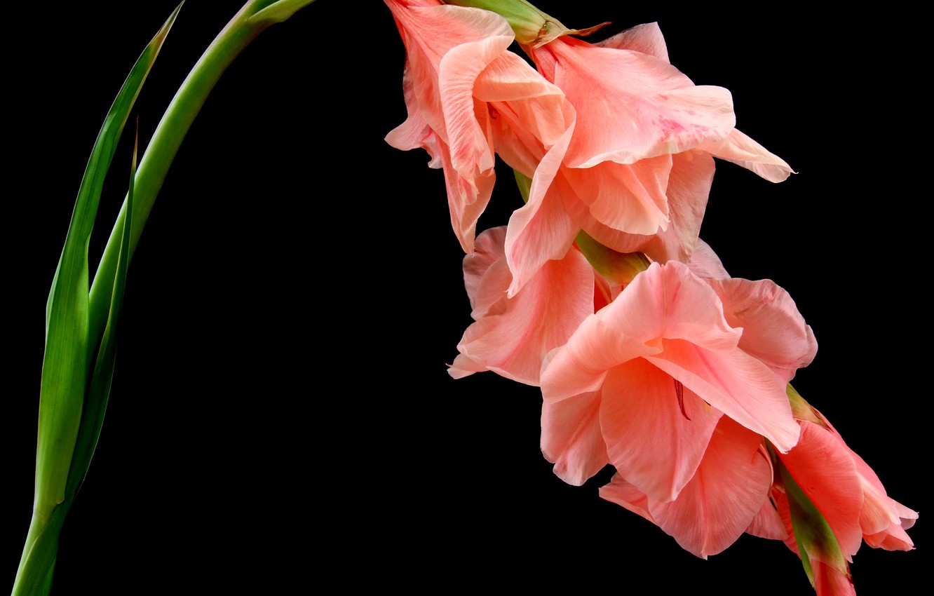 Gladiolus Wallpapers