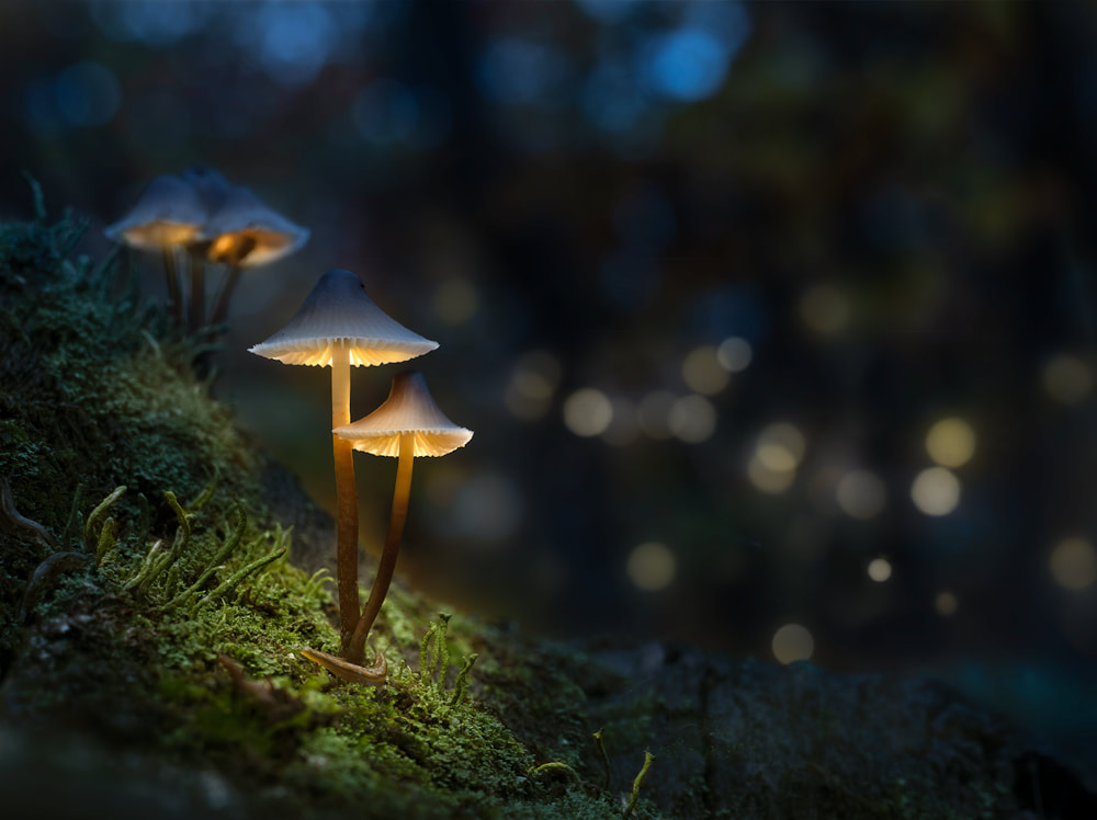 Glowing Mushroom Hd Wallpapers