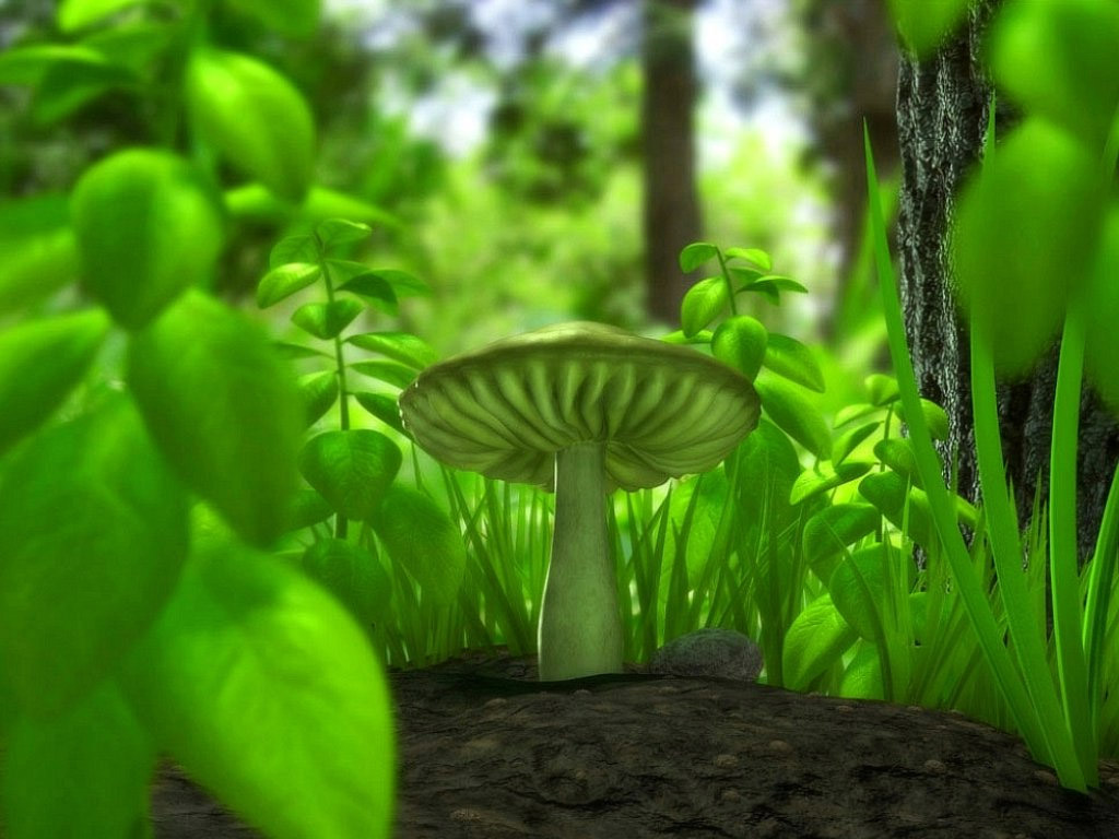 Glowing Mushroom Hd Wallpapers