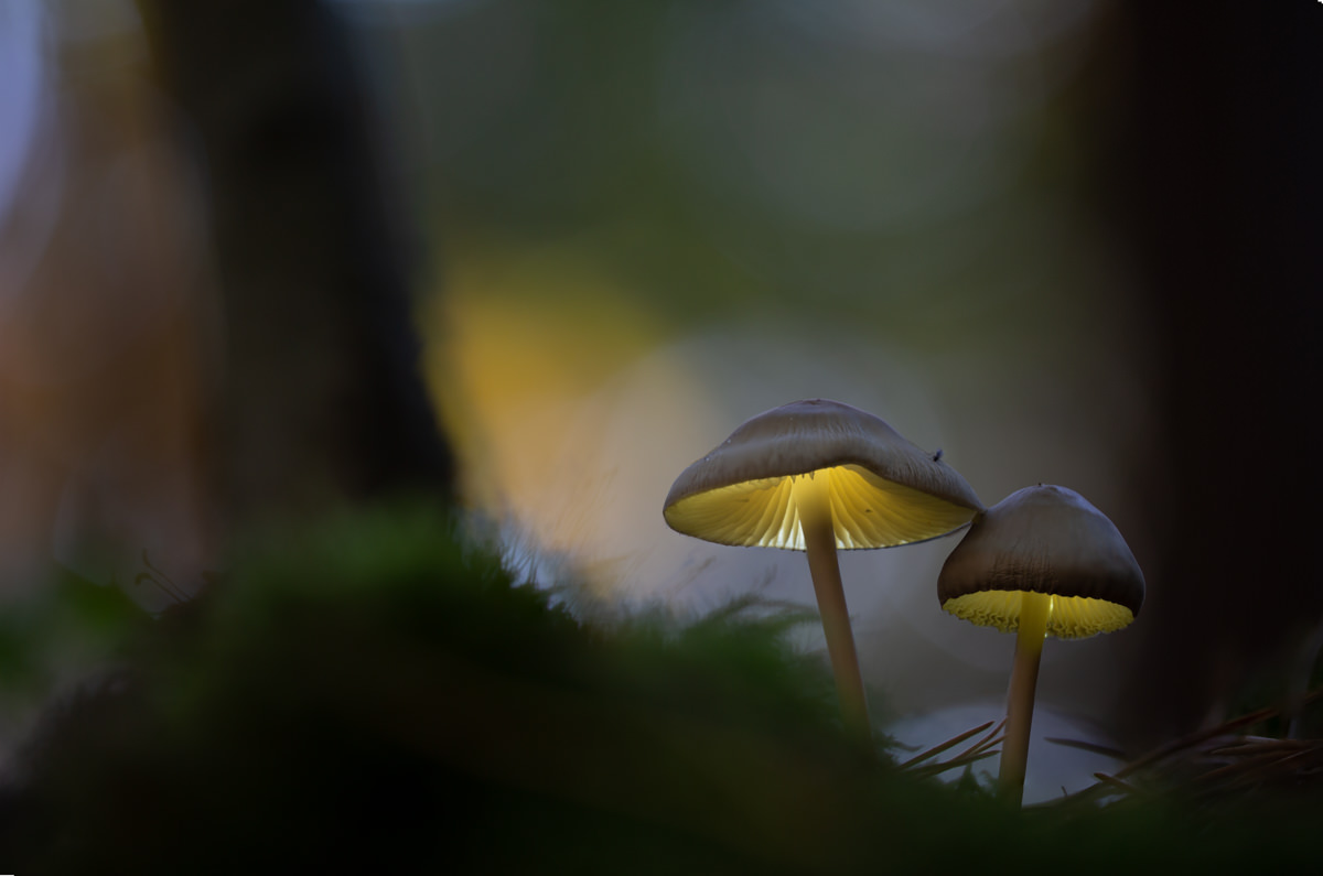 Glowing Mushroom Hd Wallpapers