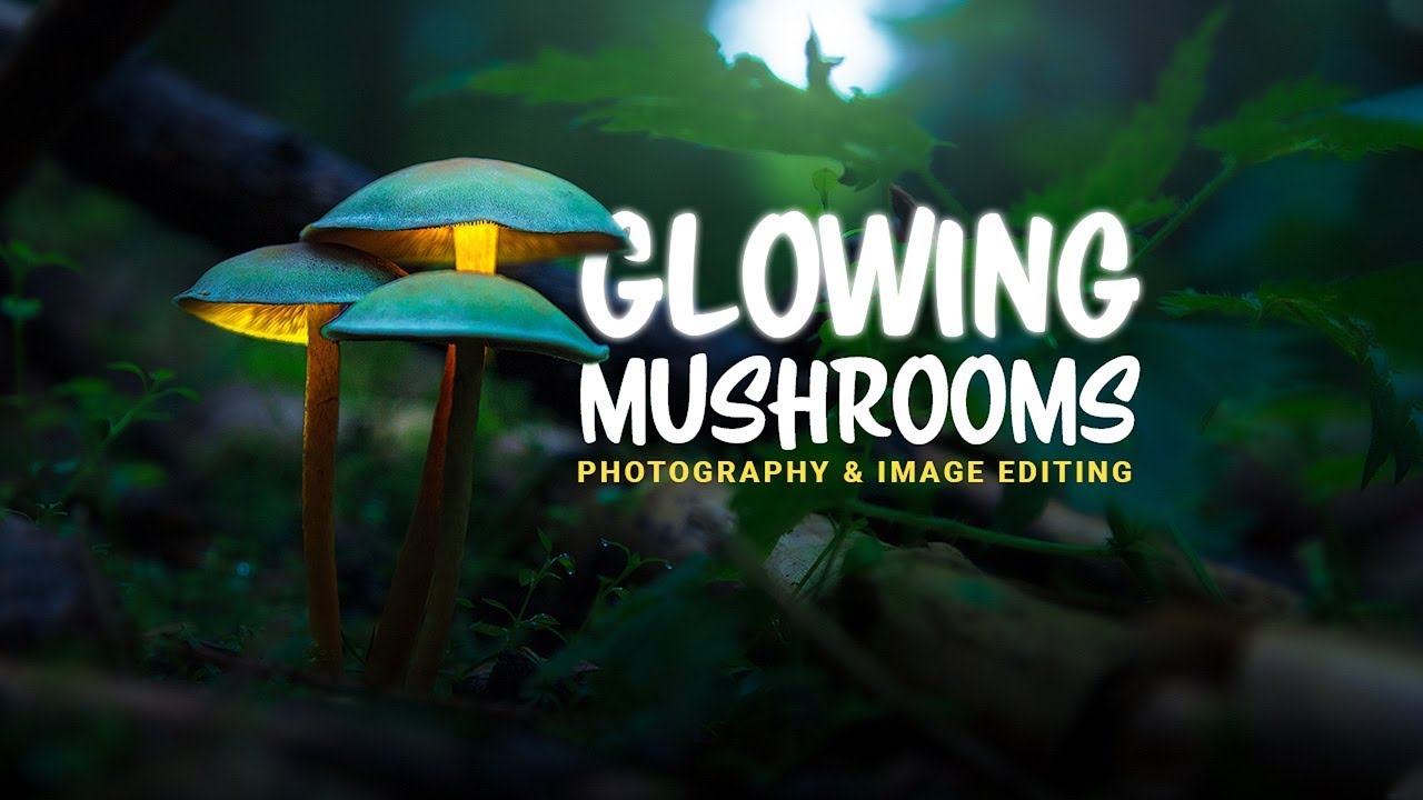 Glowing Mushroom Wallpapers