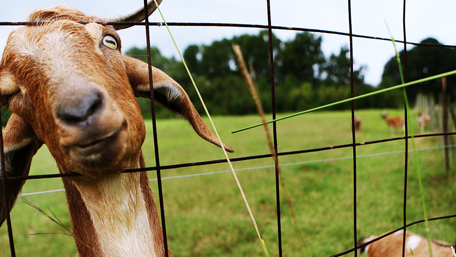 Goat Simulator Wallpapers