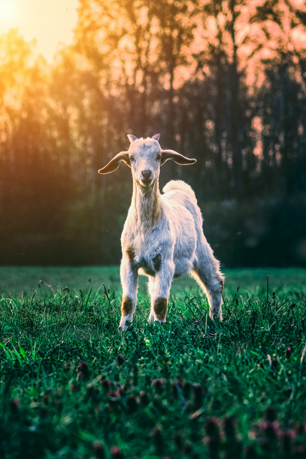 Goat Simulator Wallpapers