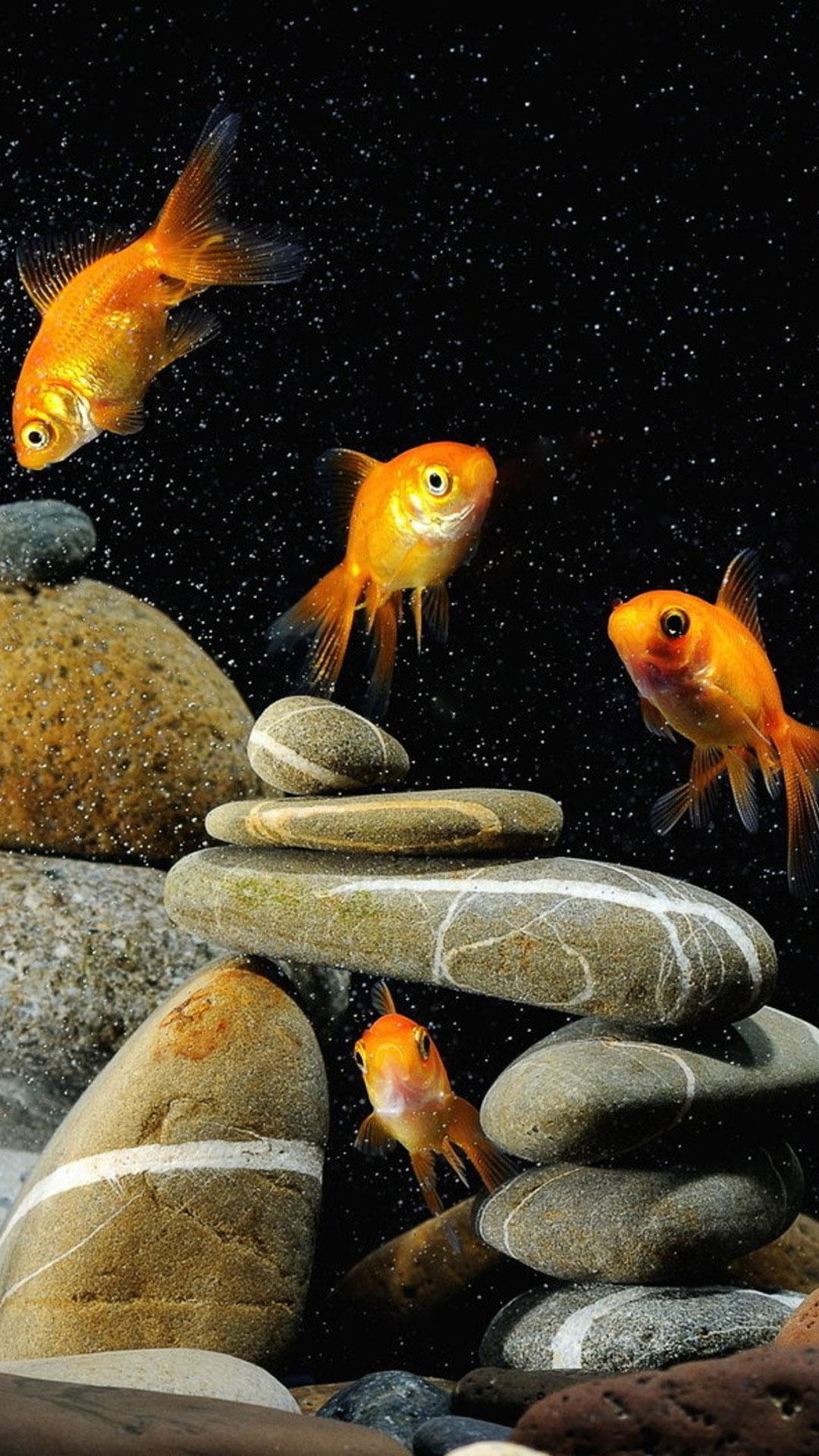 Gold Fish Live Wallpapers