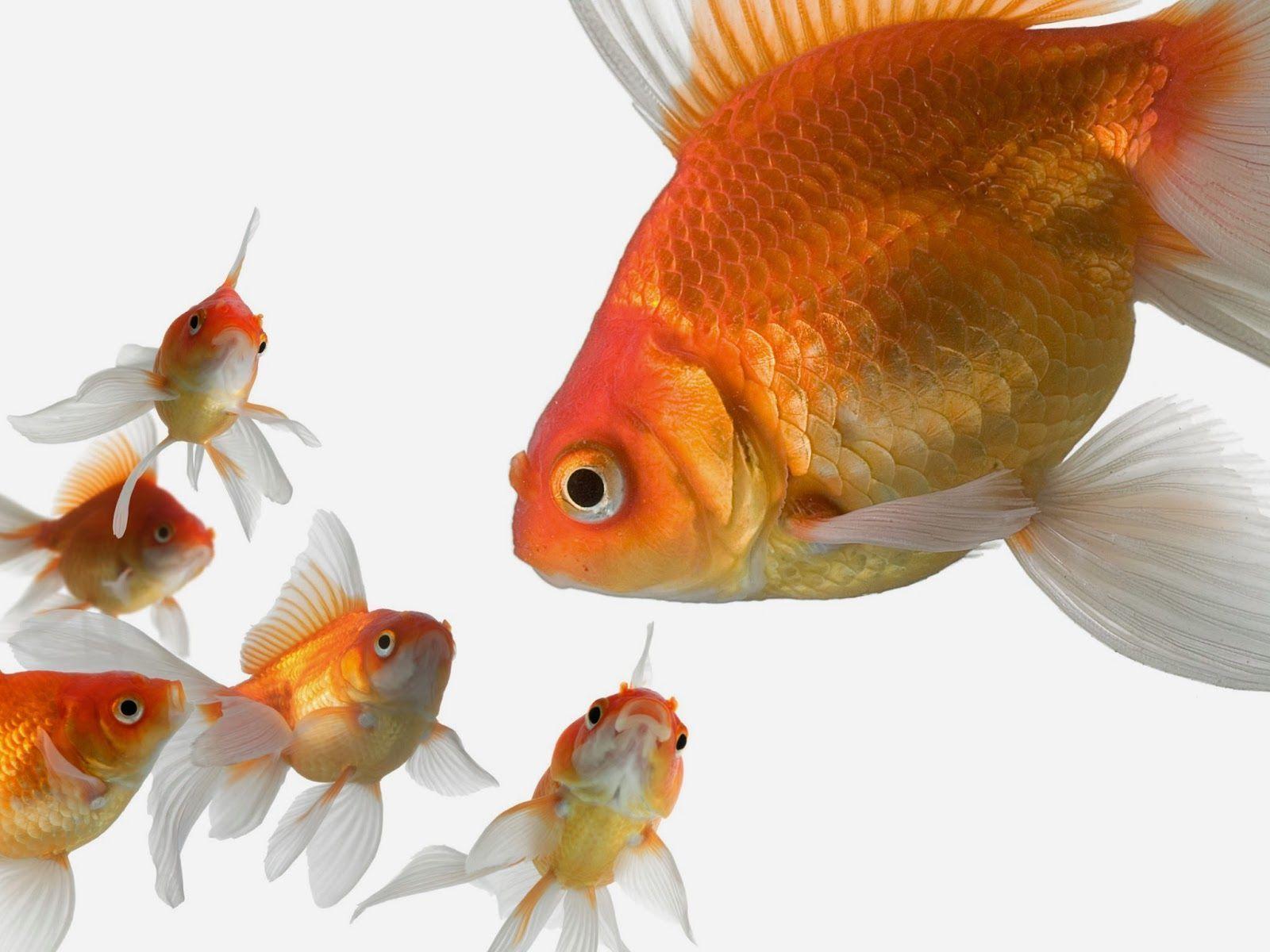 Gold Fish Live Wallpapers