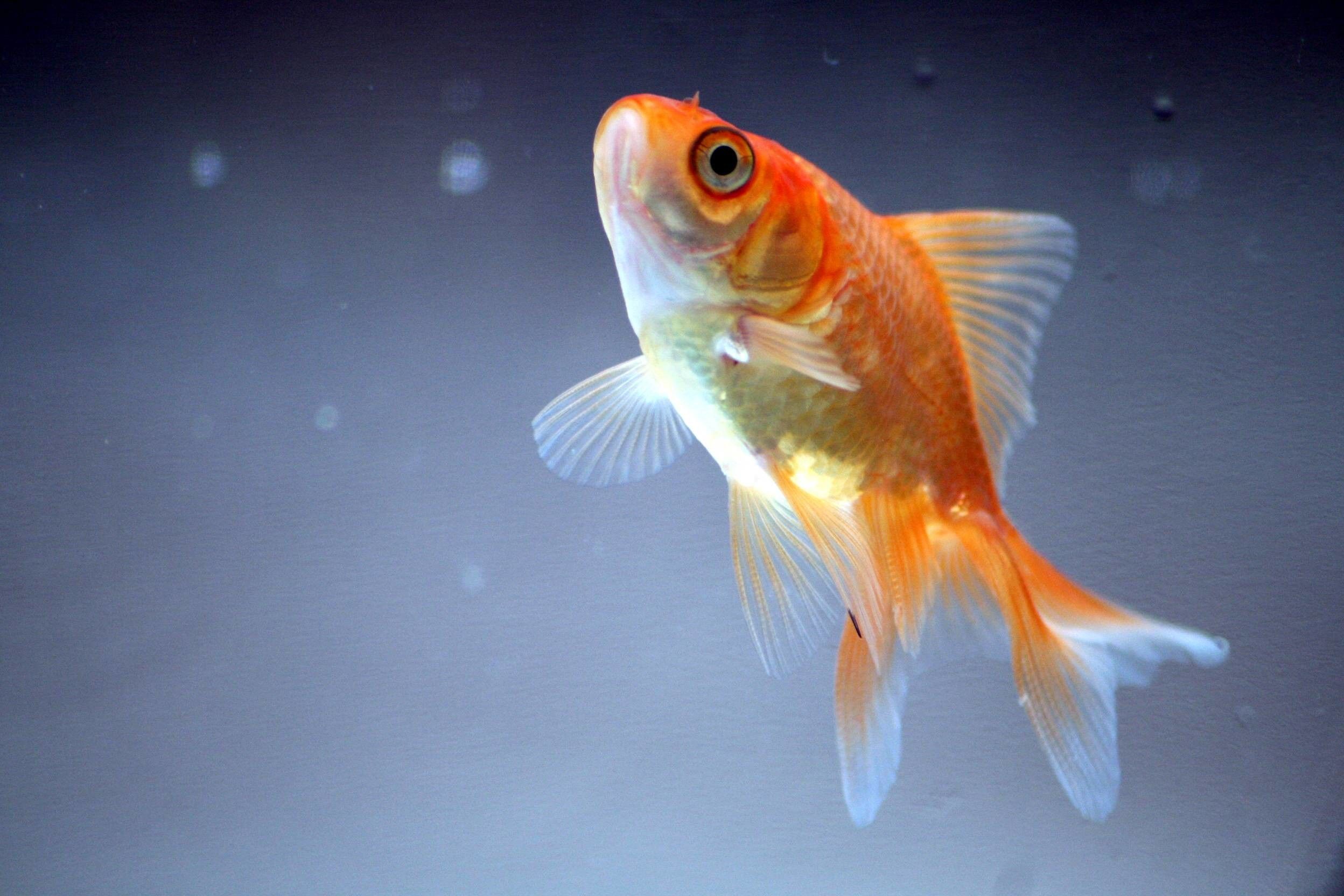 Gold Fish Live Wallpapers