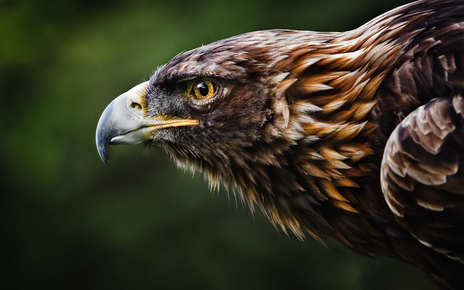 Golden Eagle Wallpapers