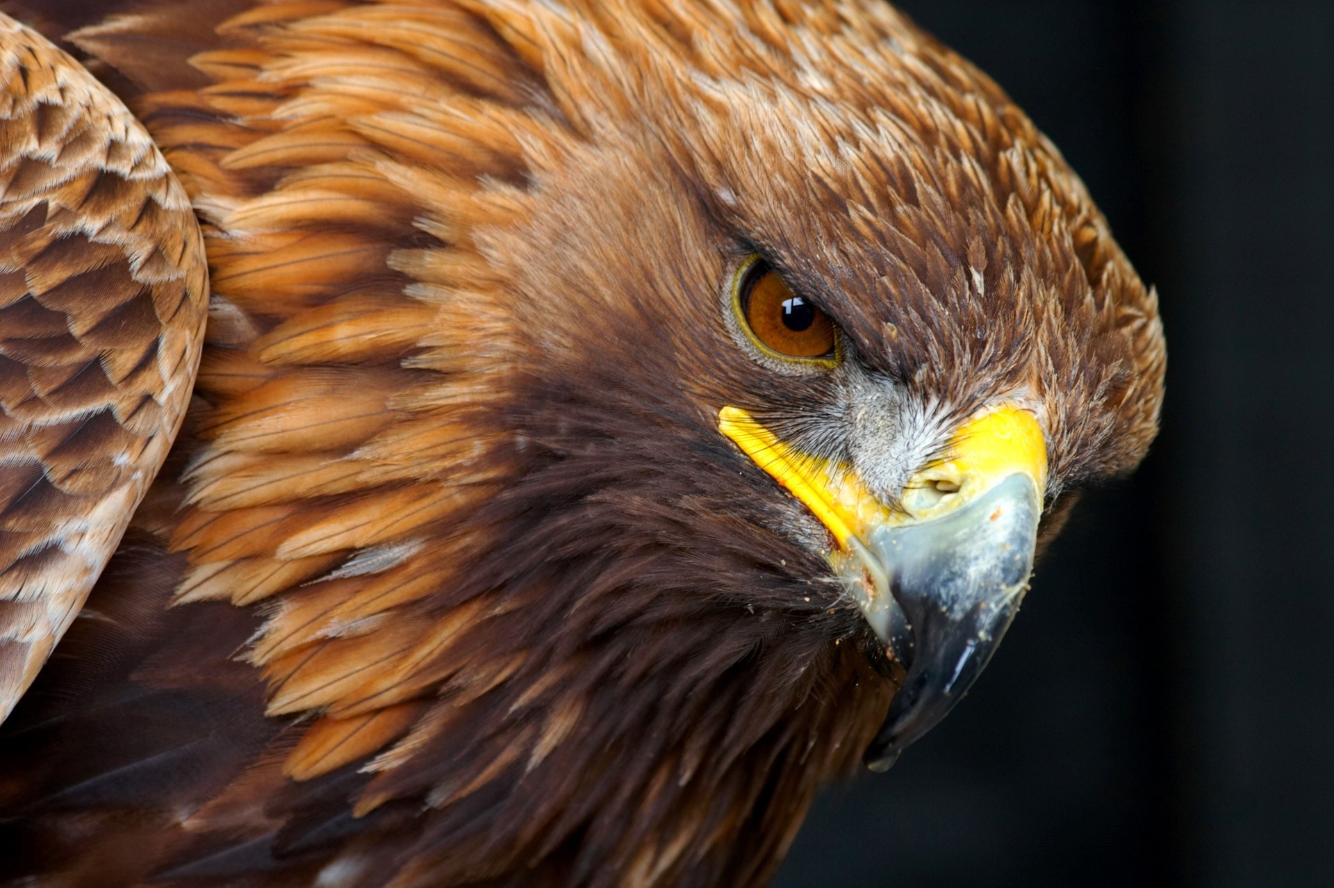 Golden Eagle Wallpapers