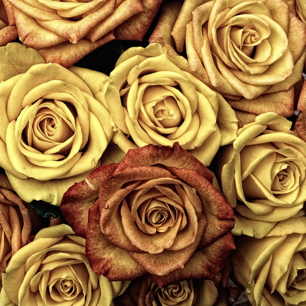 Golden Flowers Wallpapers