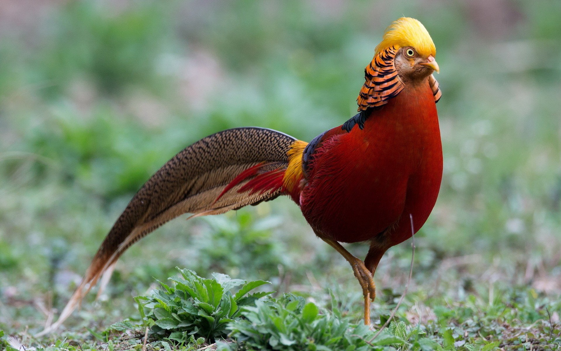 Golden Pheasant Wallpapers