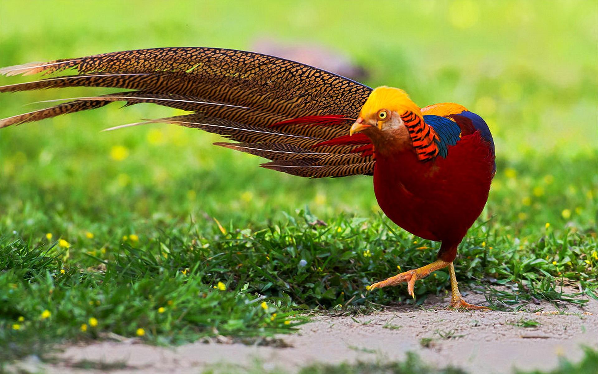 Golden Pheasant Wallpapers