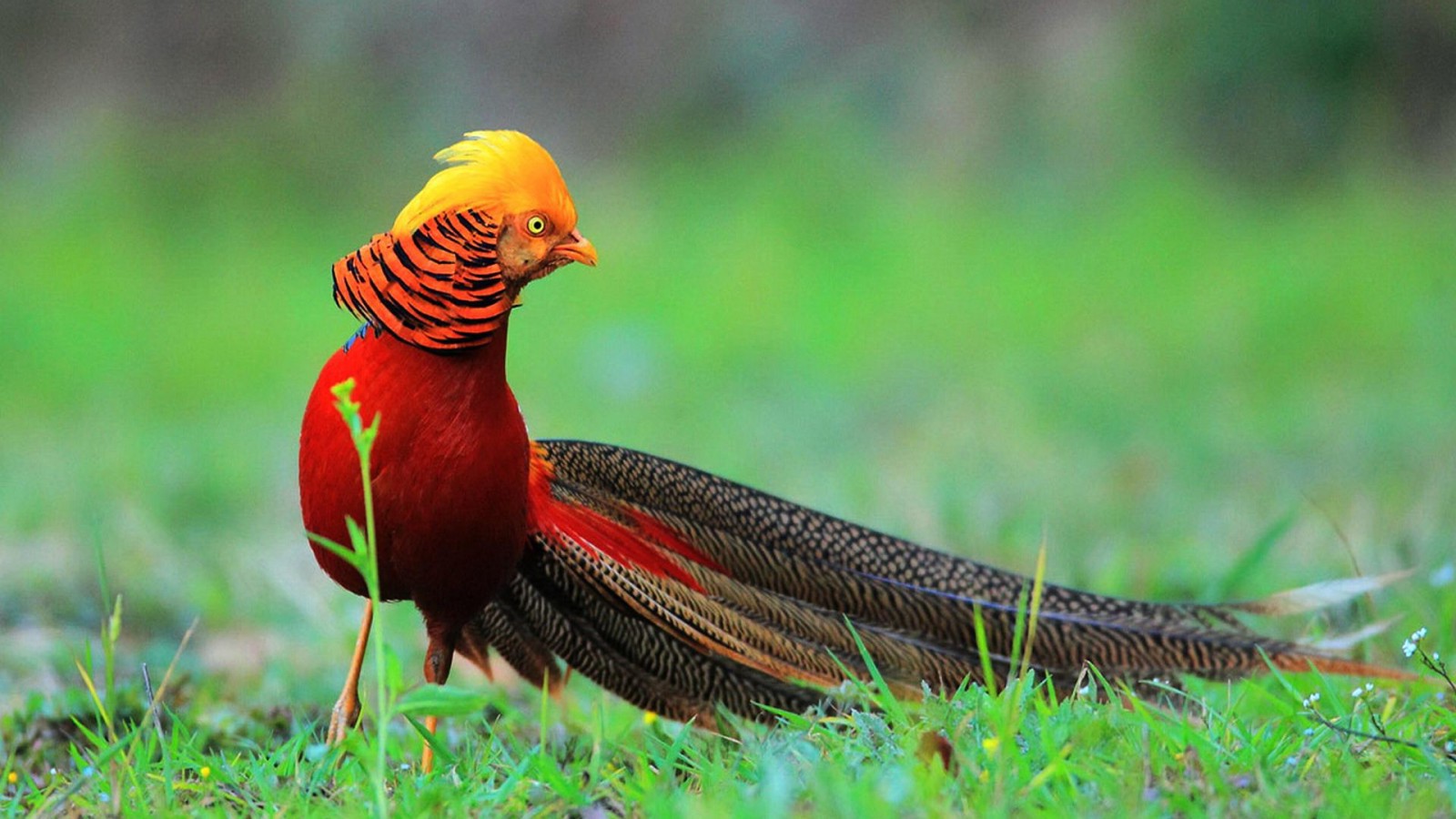 Golden Pheasant Wallpapers