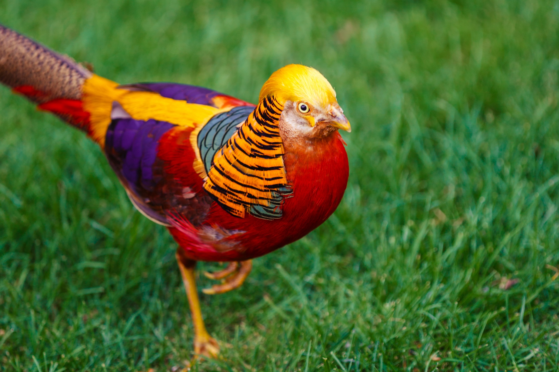 Golden Pheasant Wallpapers