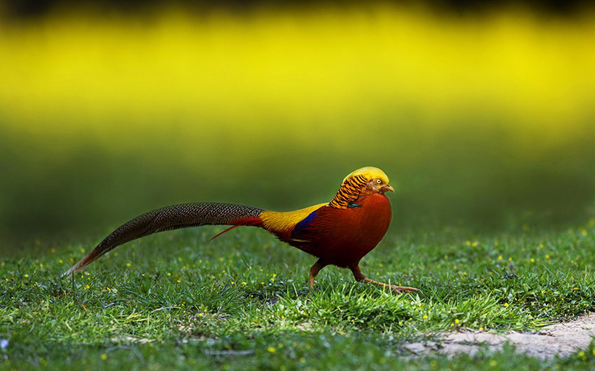 Golden Pheasant Wallpapers