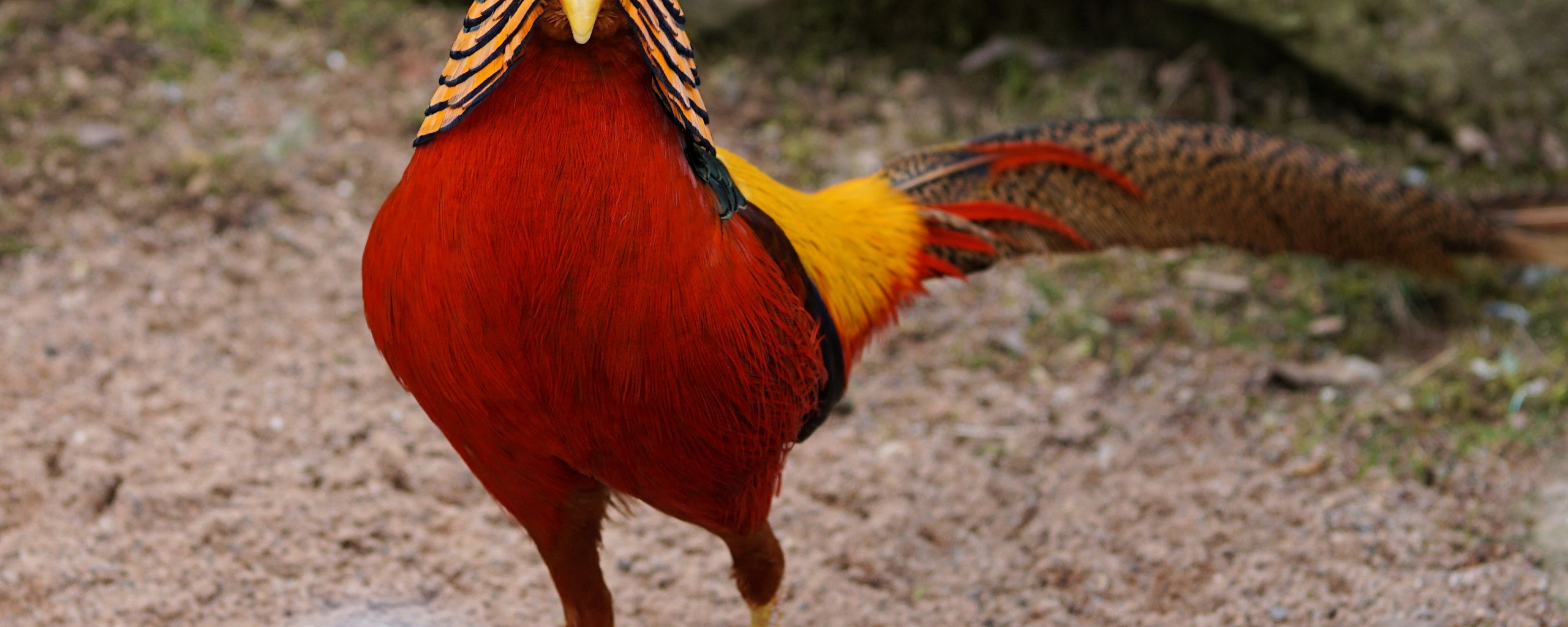 Golden Pheasant Wallpapers