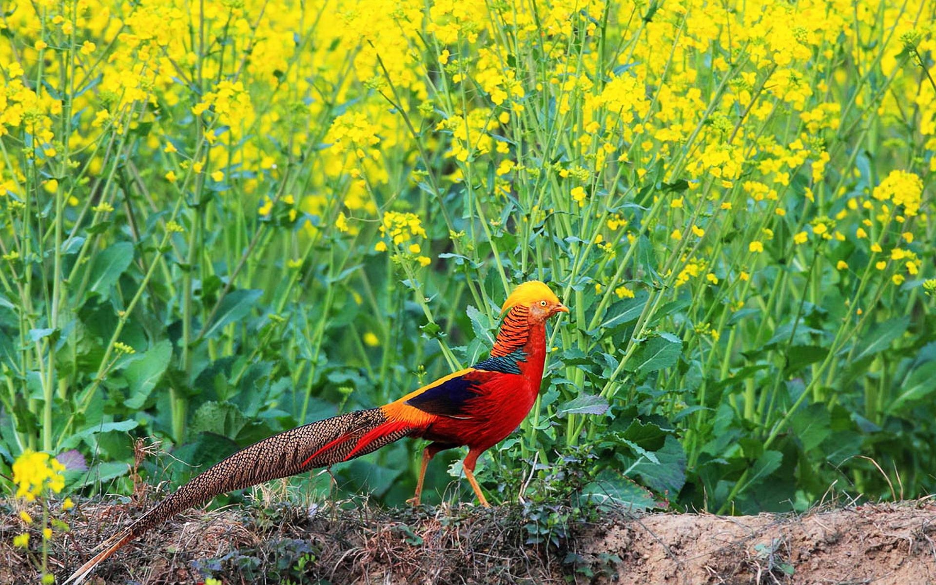 Golden Pheasant Wallpapers