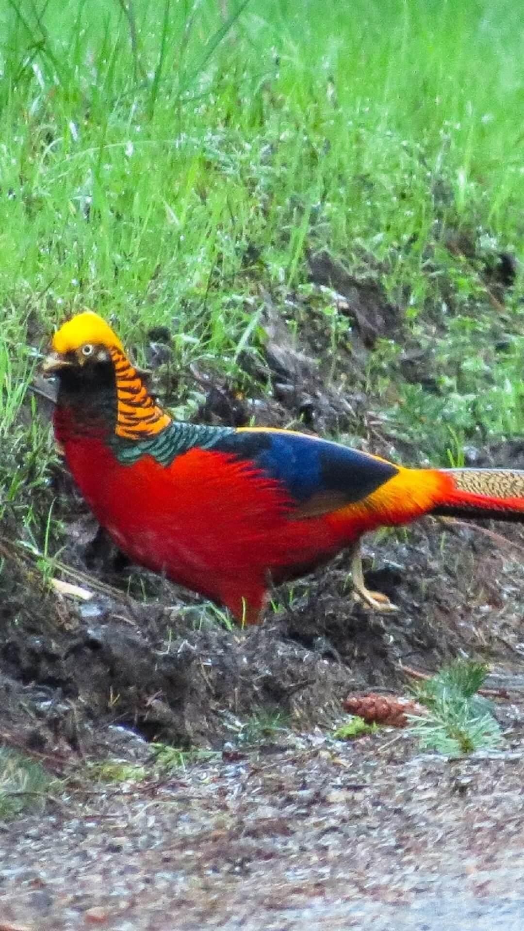 Golden Pheasant Wallpapers