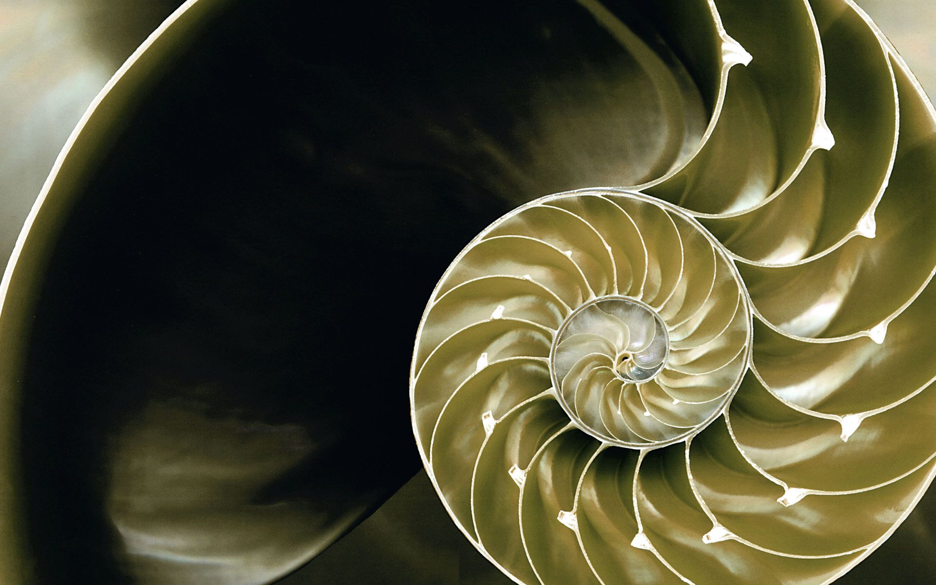 Golden Ratio Wallpapers