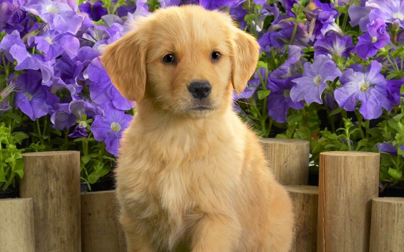 Golden Retriever Backgrounds