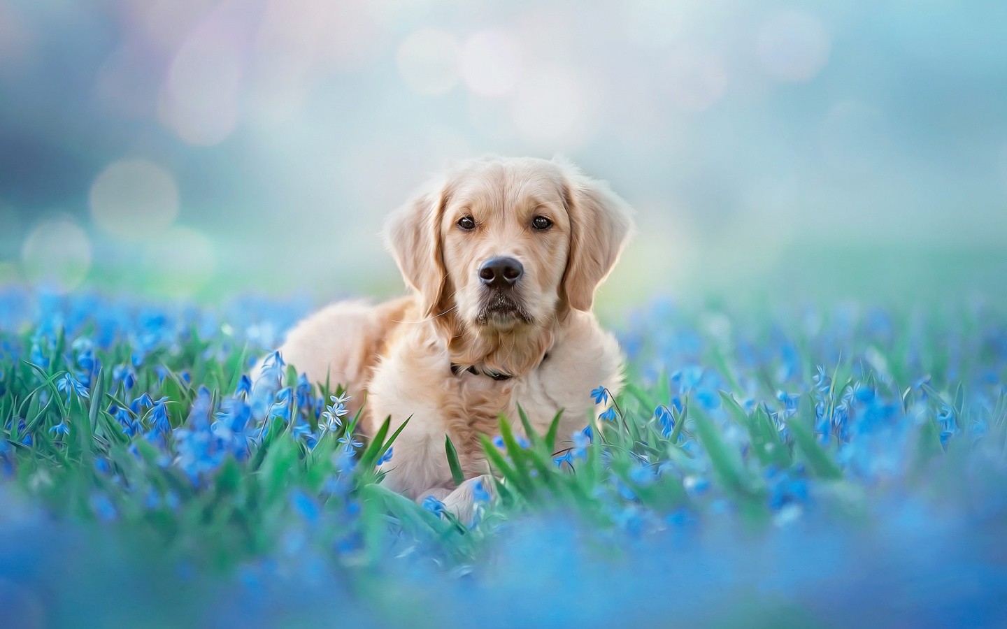 Golden Retriever Backgrounds