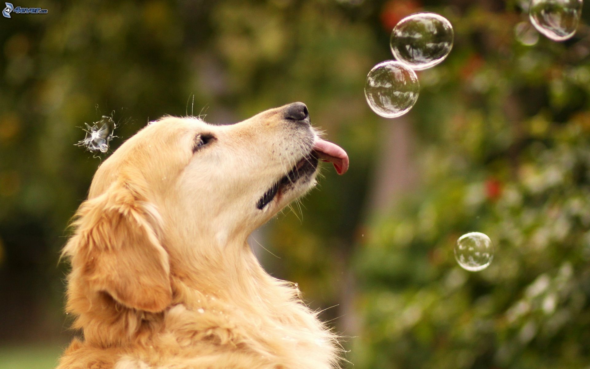 Golden Retriever Backgrounds