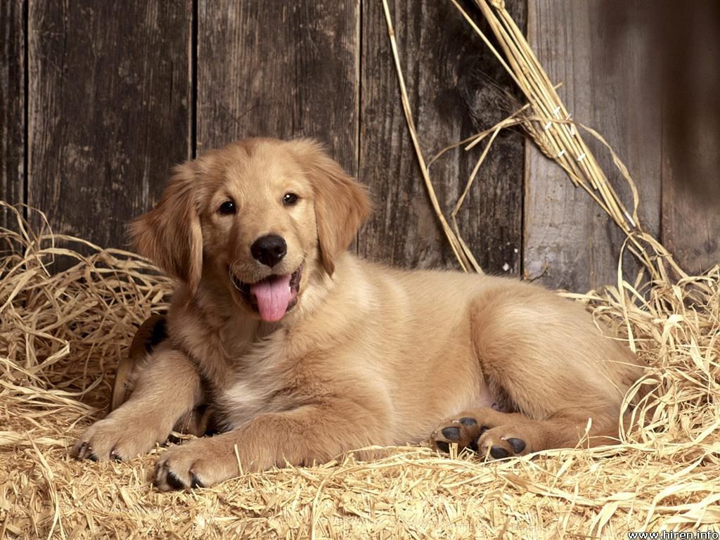 Golden Retriever Backgrounds