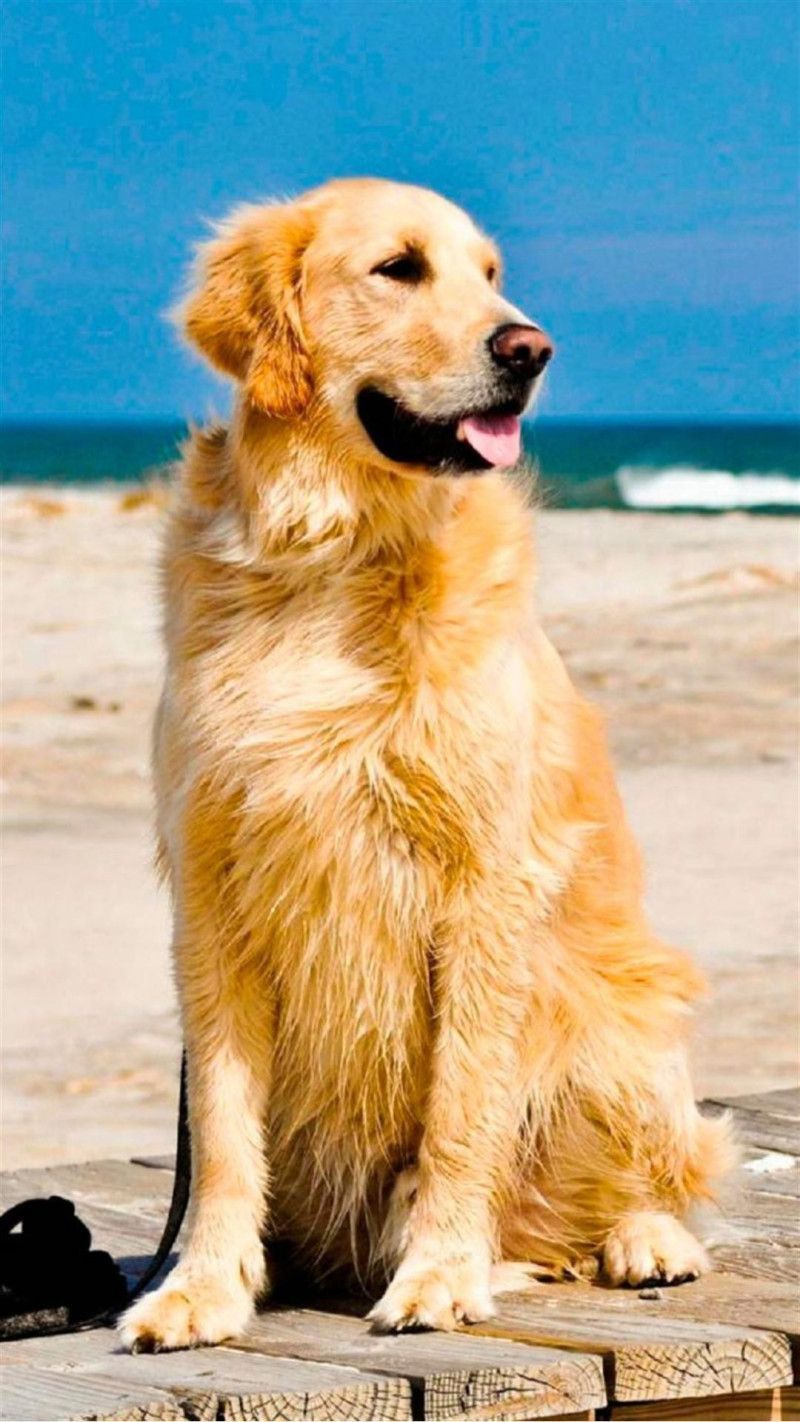 Golden Retriever Backgrounds