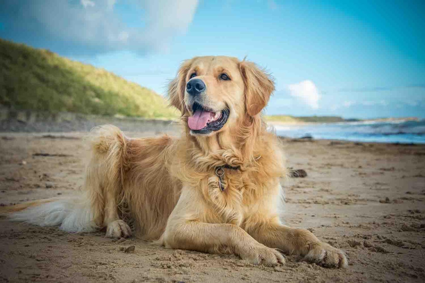 Golden Retriever Backgrounds