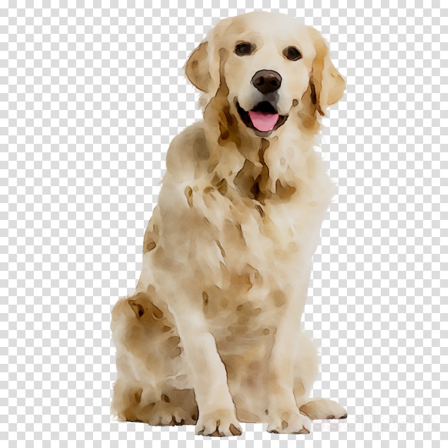 Golden Retriever Backgrounds