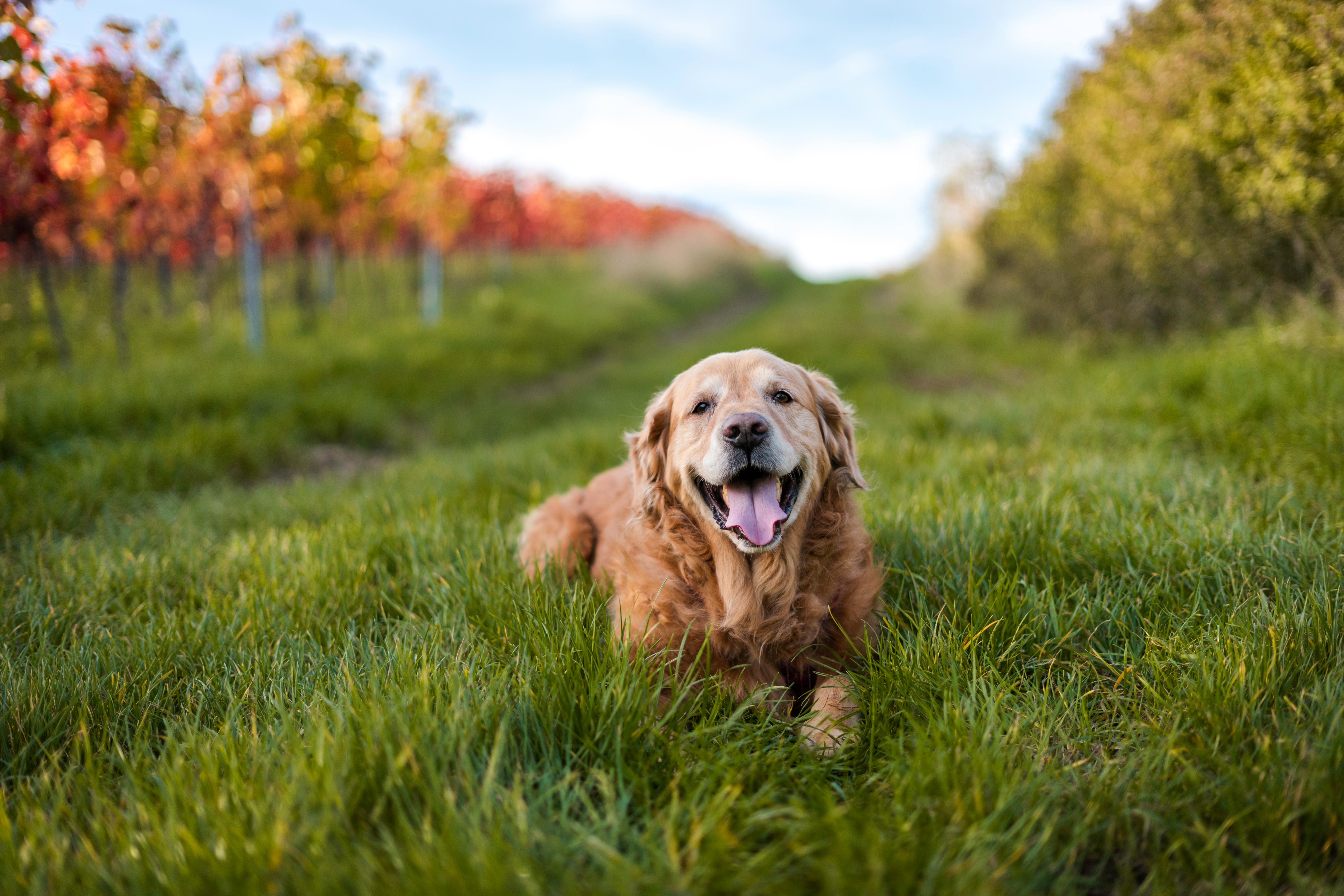 Golden Retriever Backgrounds