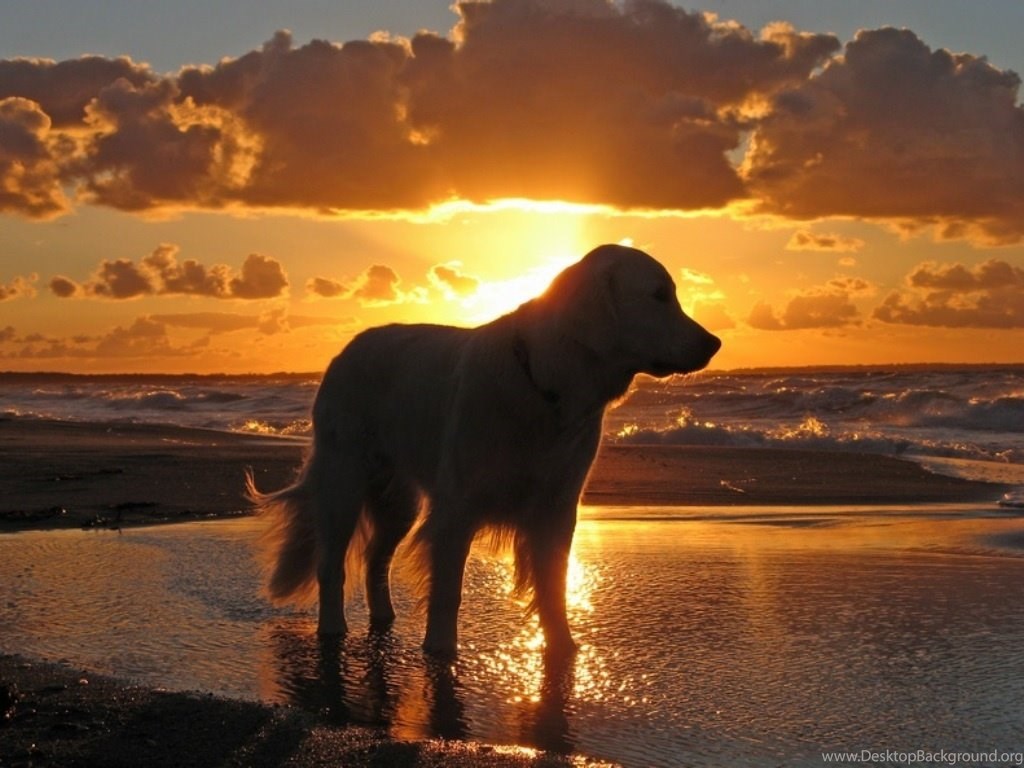 Golden Retriever Backgrounds