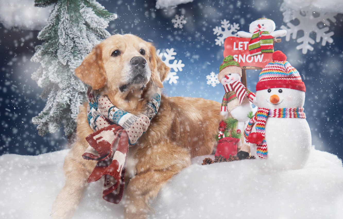 Golden Retriever Christmas Wallpapers