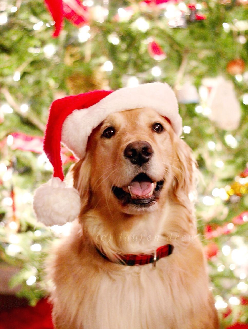 Golden Retriever Christmas Wallpapers