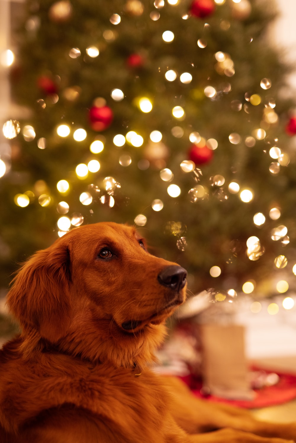 Golden Retriever Christmas Wallpapers