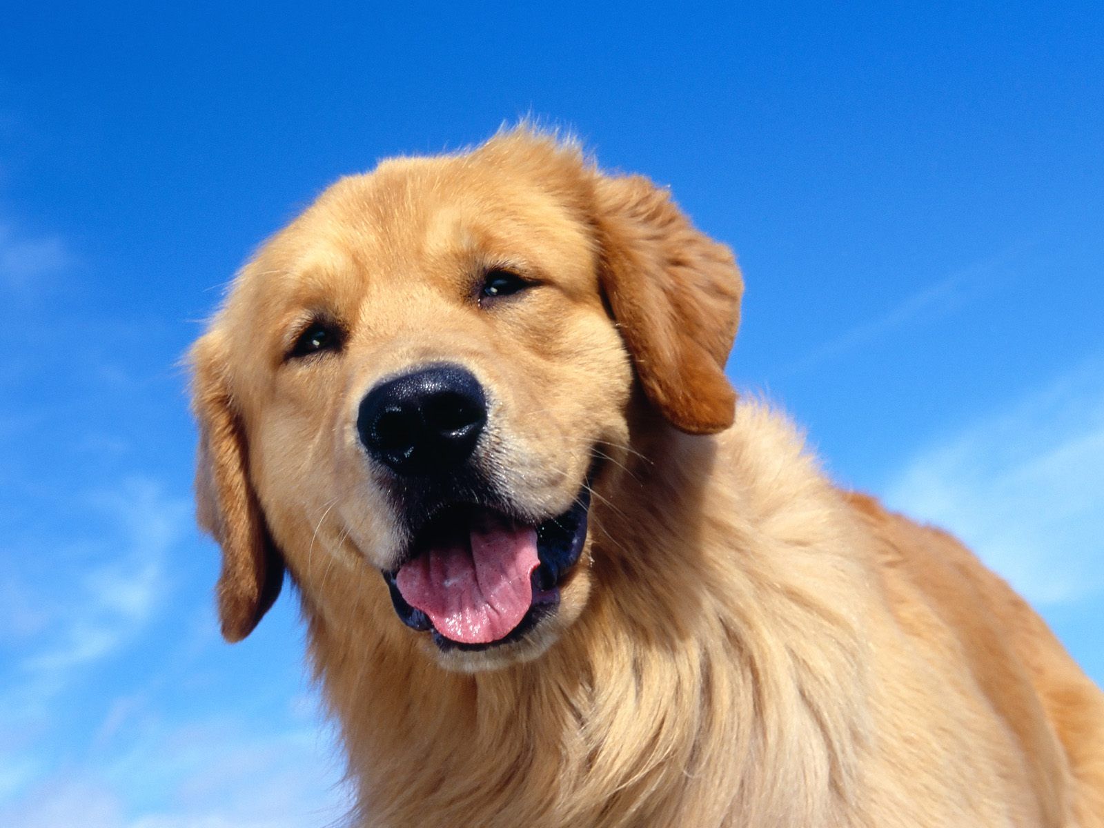 Golden Retriever Hd Hawkeye Wallpapers