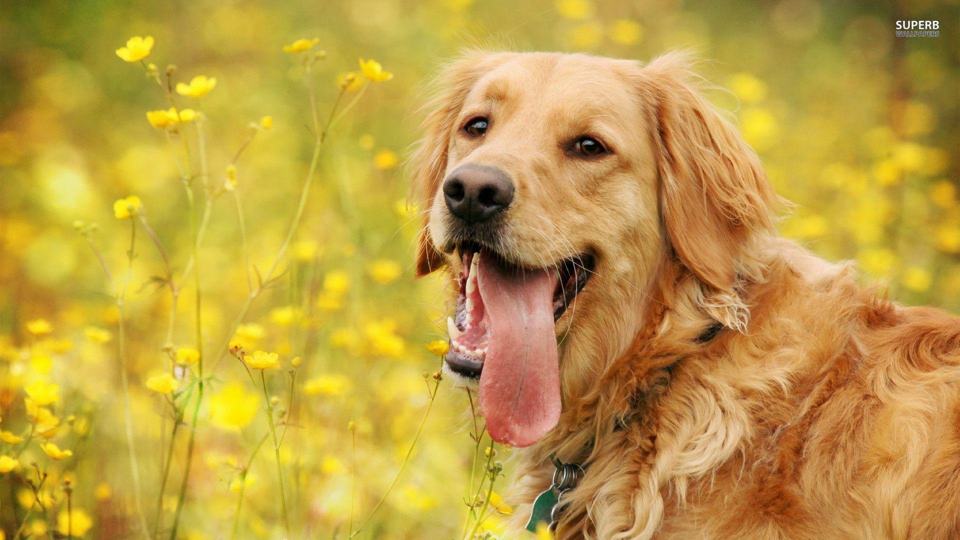 Golden Retriever Hd Hawkeye Wallpapers