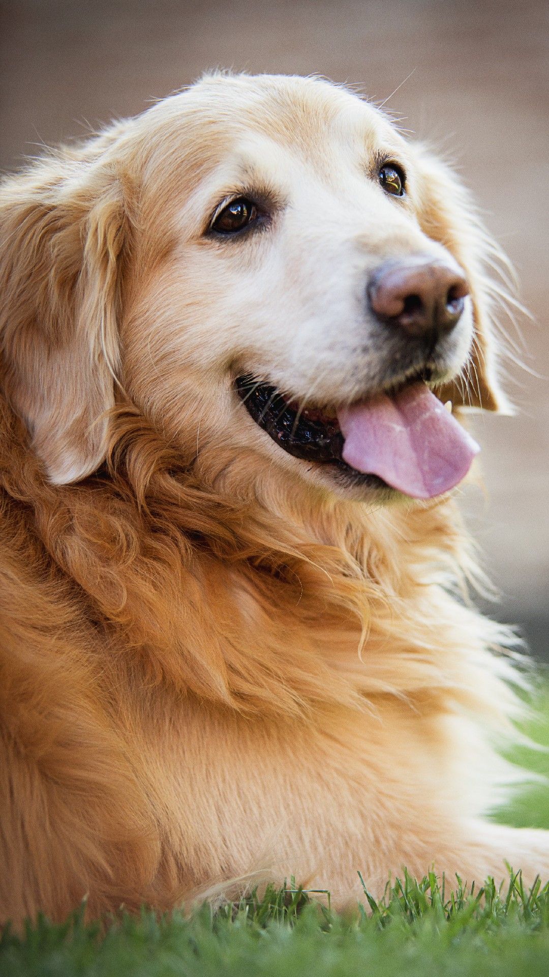 Golden Retriever Hd Hawkeye Wallpapers