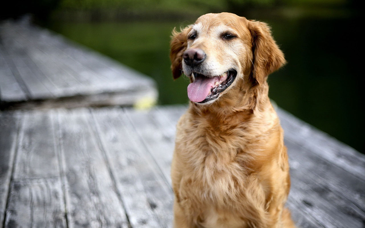 Golden Retriever Hd Hawkeye Wallpapers