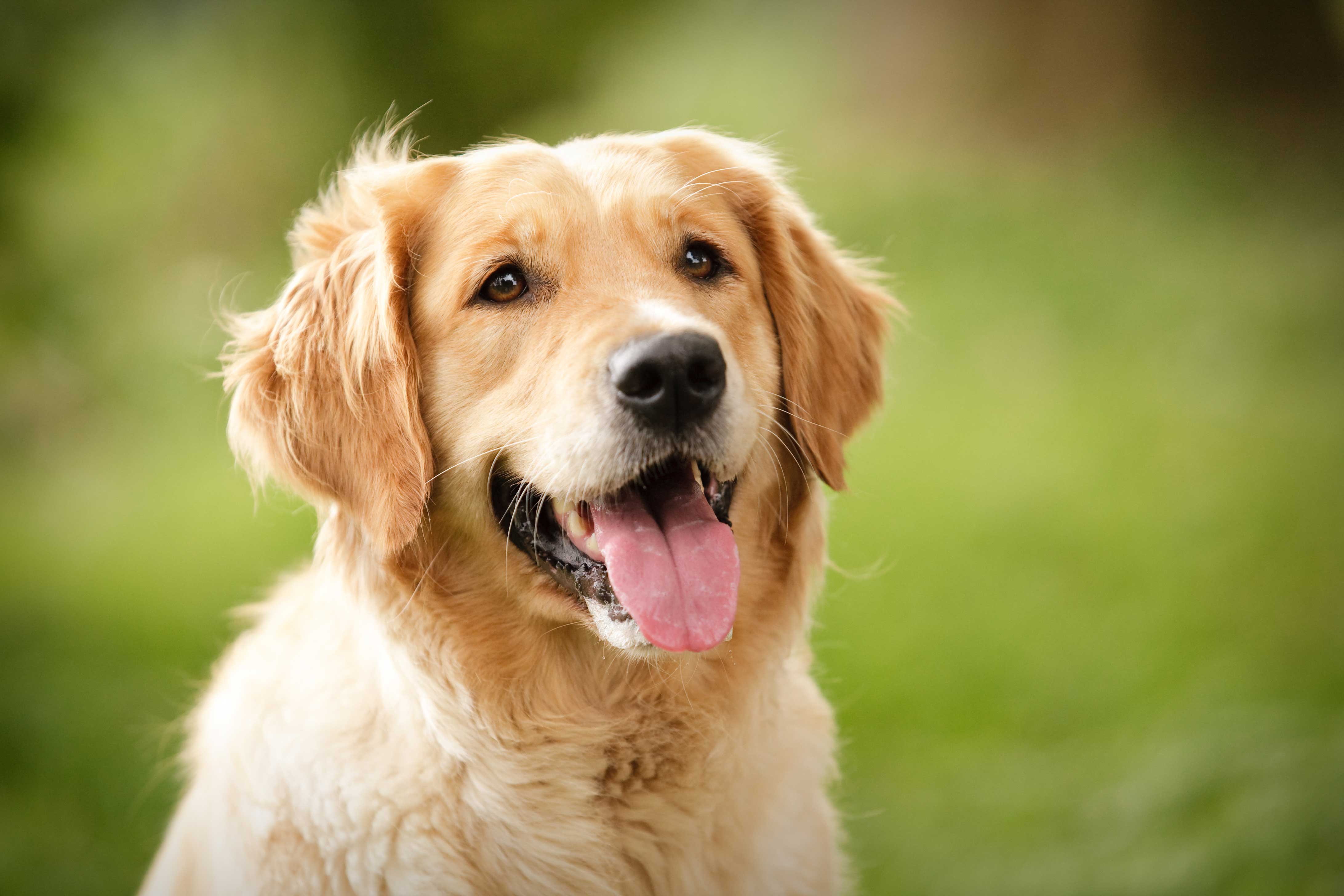 Golden Retriever Hd Hawkeye Wallpapers