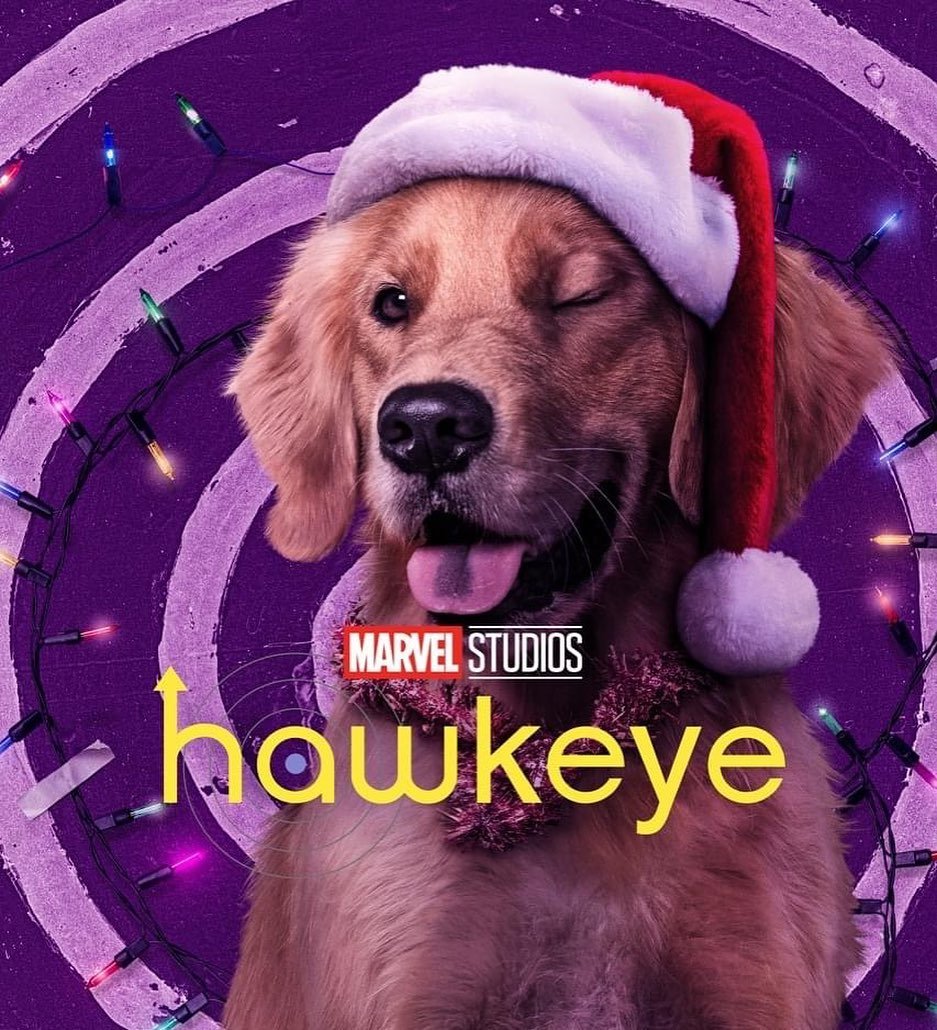 Golden Retriever Hd Hawkeye Wallpapers