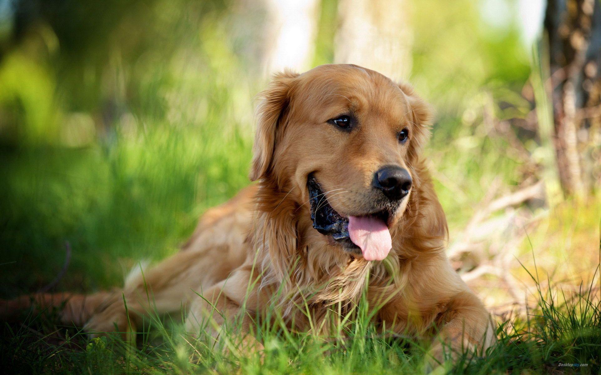 Golden Retriever Hd Hawkeye Wallpapers