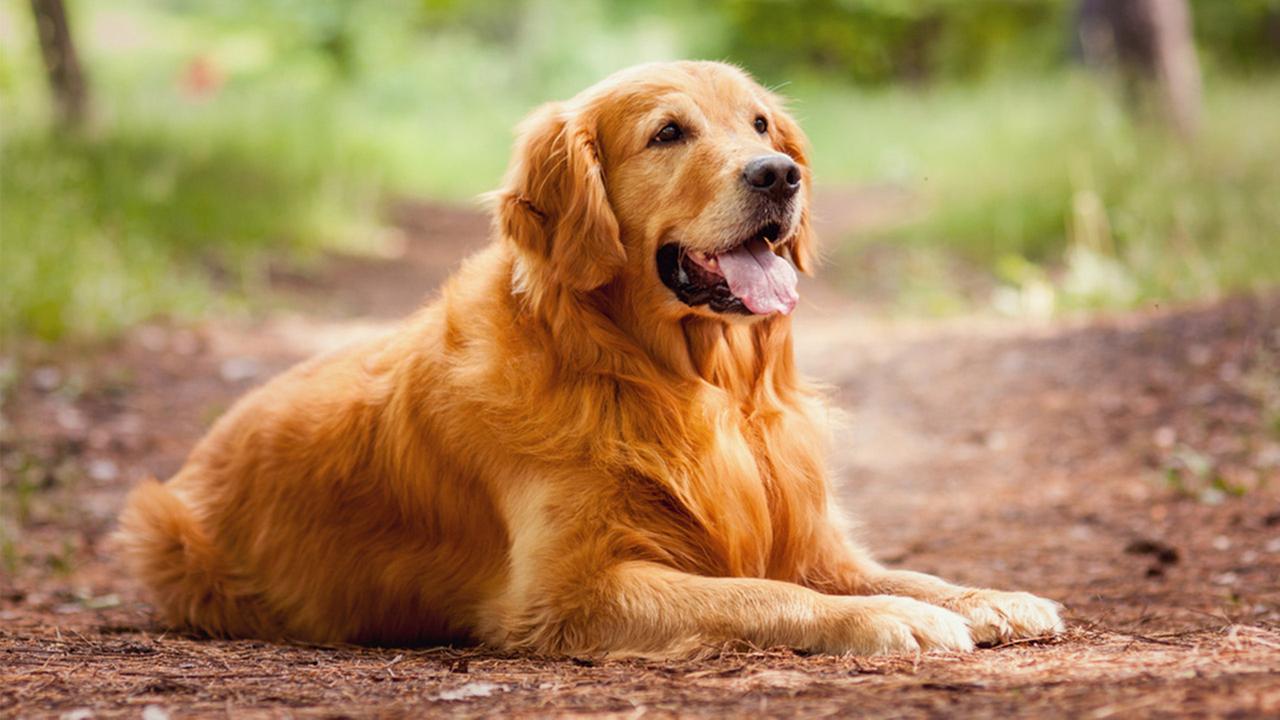 Golden Retriever Hd Hawkeye Wallpapers