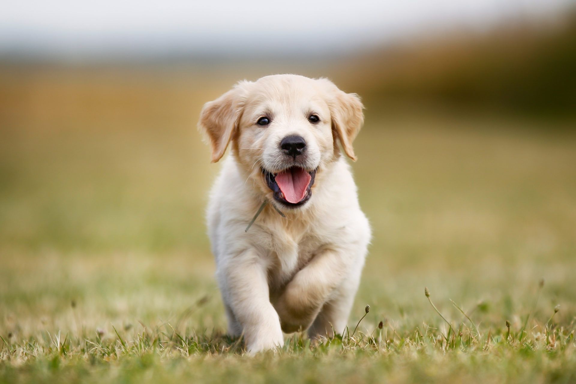 Golden Retriever Hd Hawkeye Wallpapers