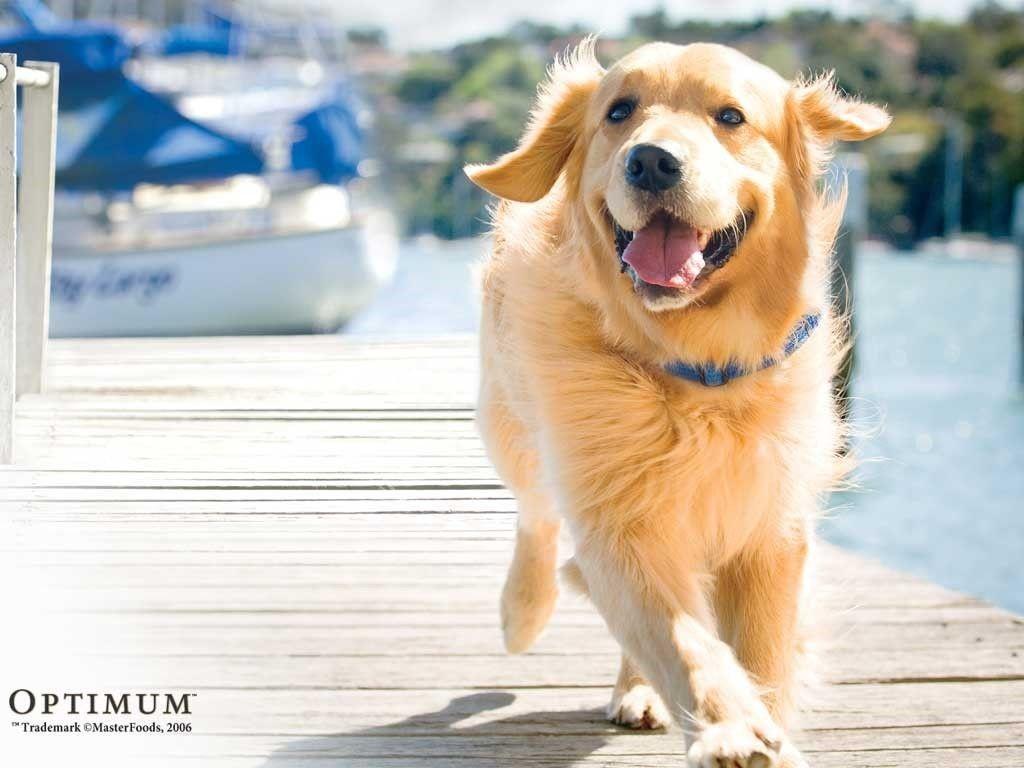 Golden Retriever Hd Hawkeye Wallpapers