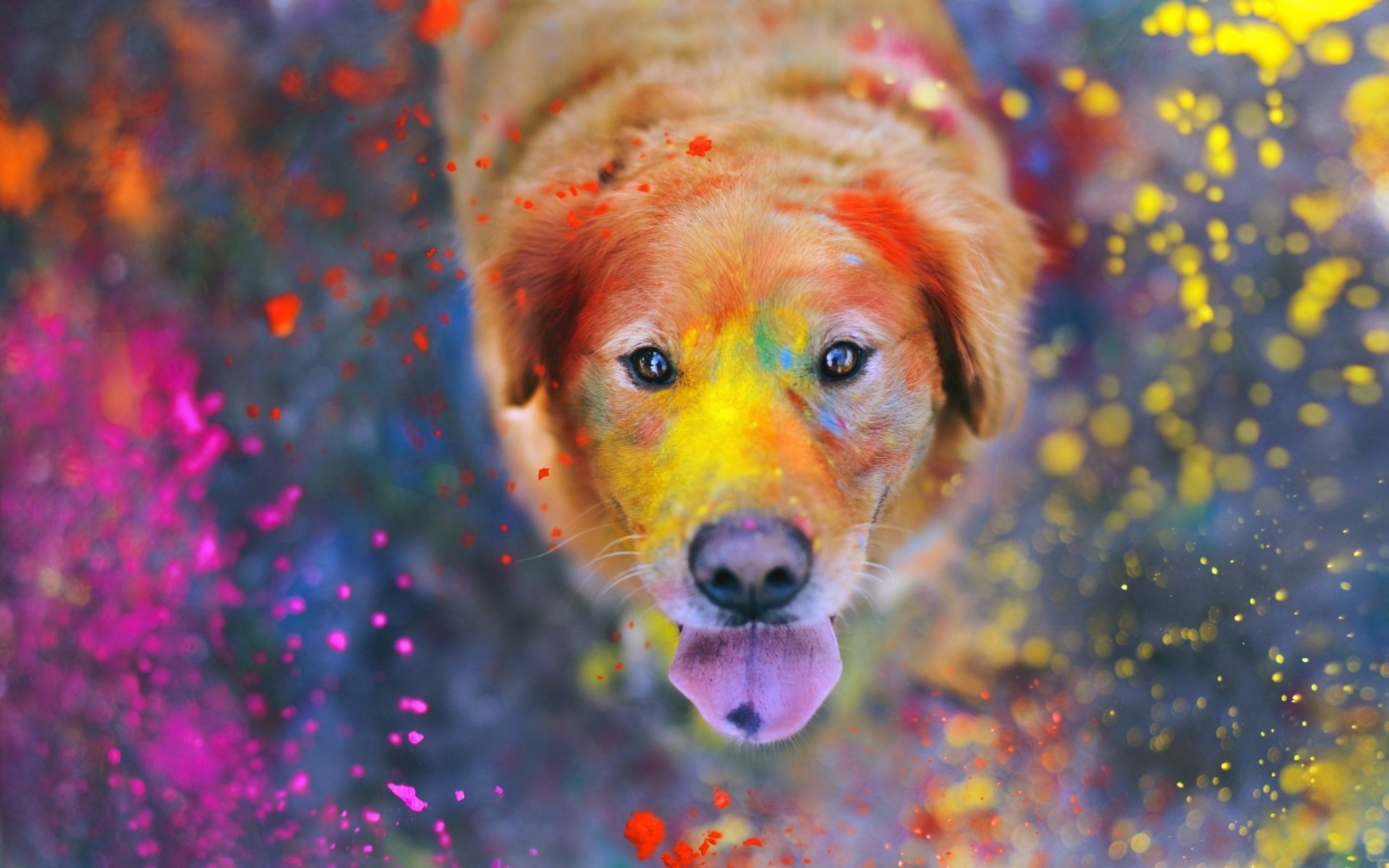 Golden Retriever Hd Hawkeye Wallpapers